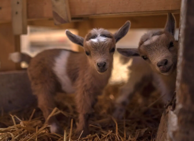 cute goats at the goat sanctuary