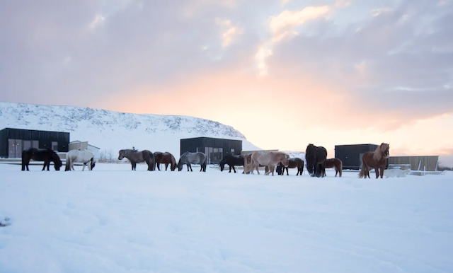  Glamping Cottage On Family-owned Horse Farm