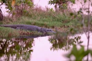 everglades anhingas crocodiles manatees