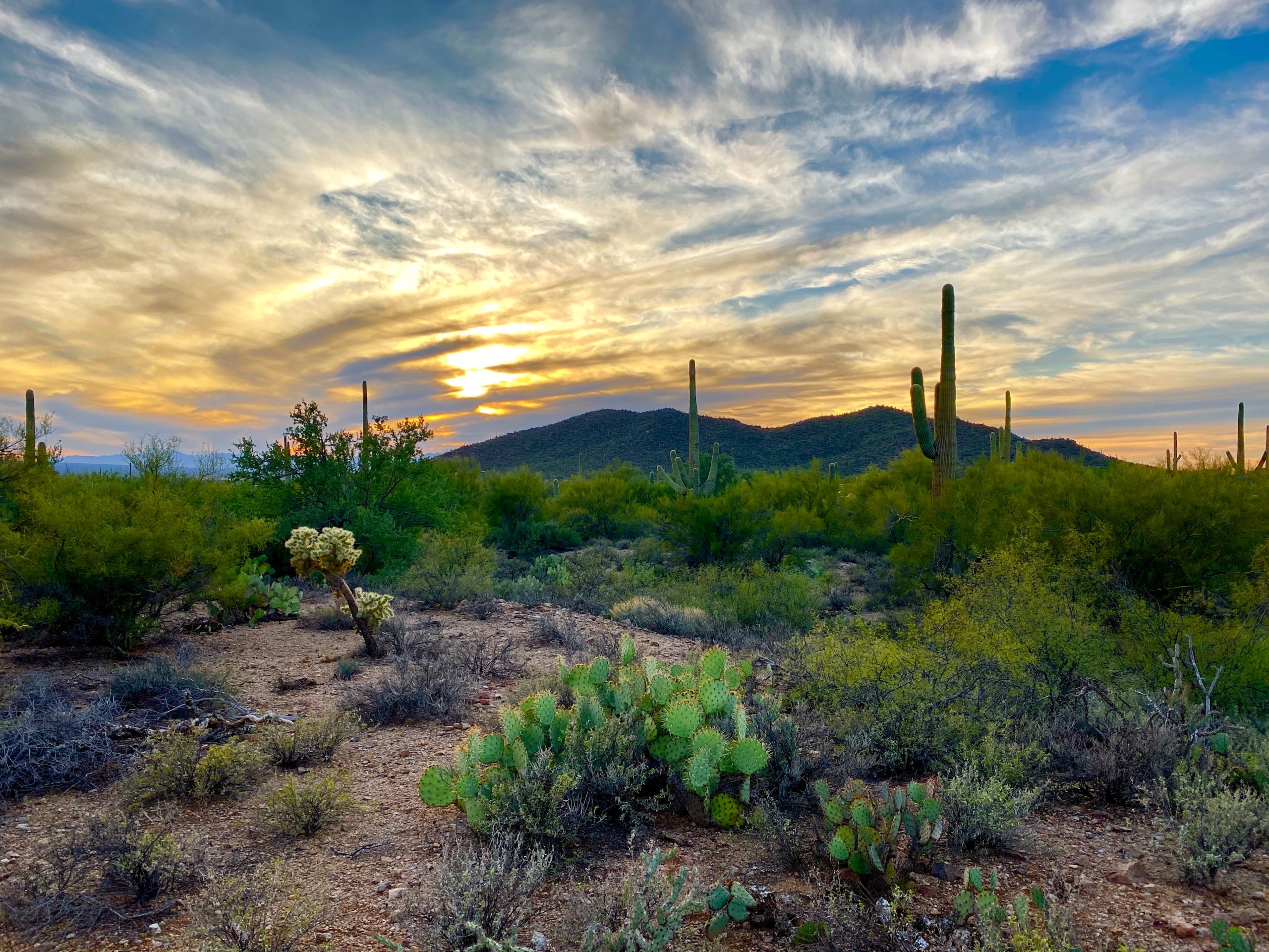 Top 15 Dude Ranches in Arizona - Cabin Critic
